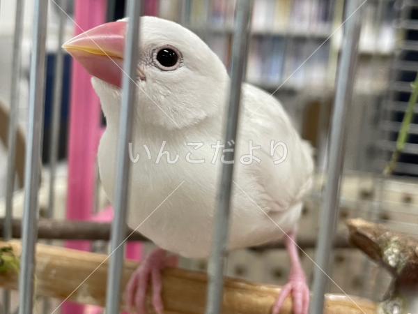 迷い鳥の写真