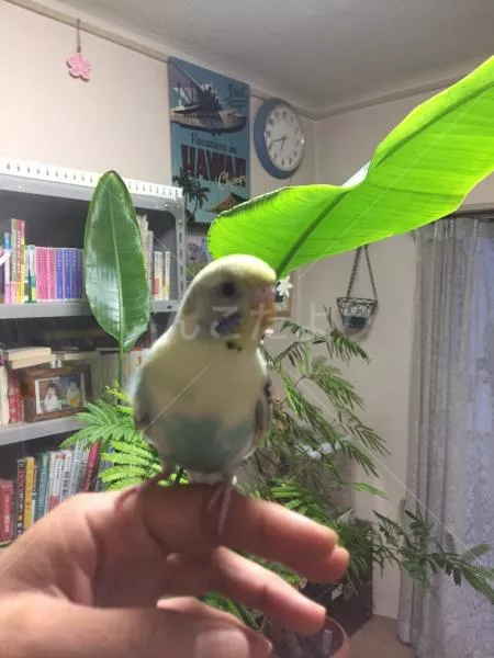 保護鳥の写真