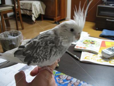 迷い鳥の写真
