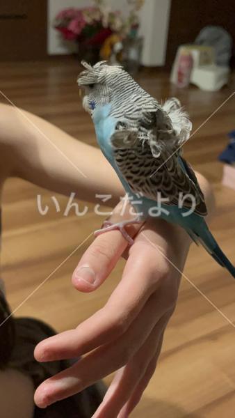 迷い鳥の写真