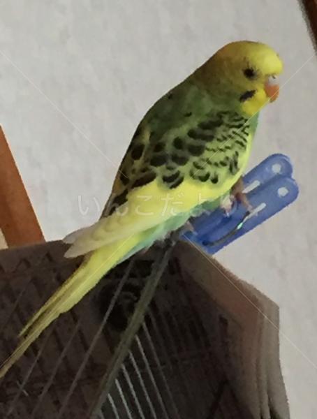 保護鳥の写真