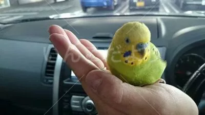 保護鳥の写真