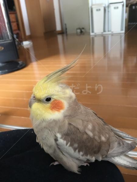 迷い鳥の写真