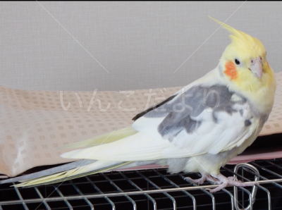 迷い鳥の写真