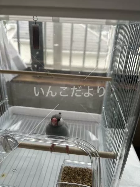 保護鳥の写真