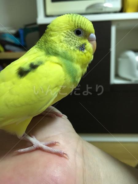 迷い鳥の写真