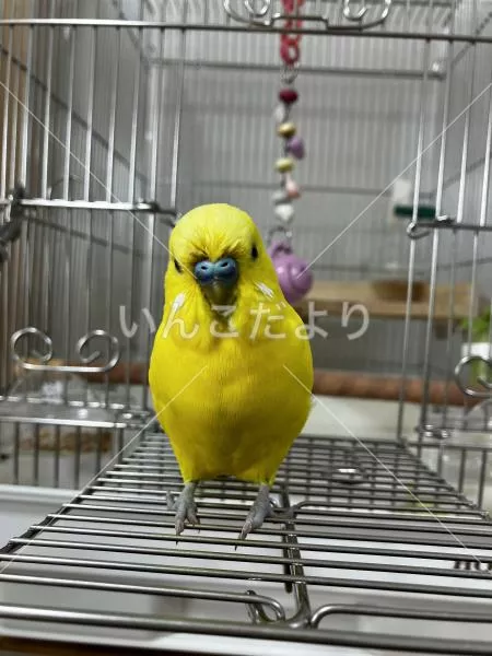 保護鳥の写真