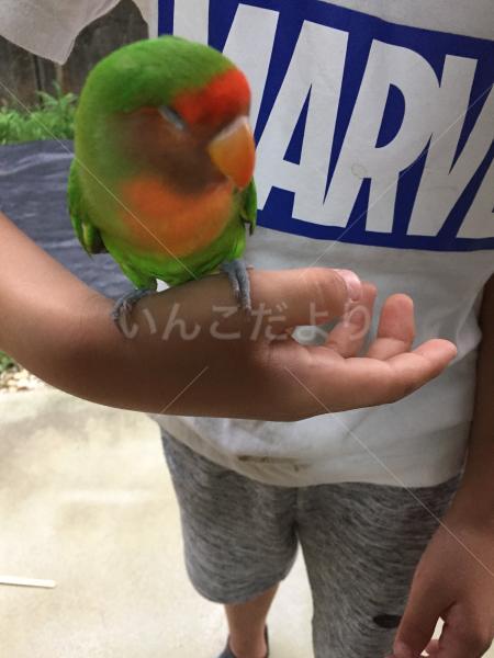 迷い鳥の写真