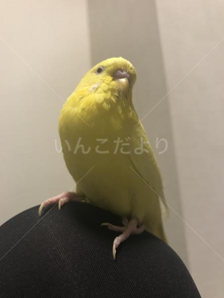 迷い鳥の写真
