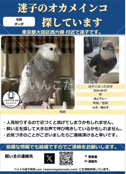 迷い鳥の写真