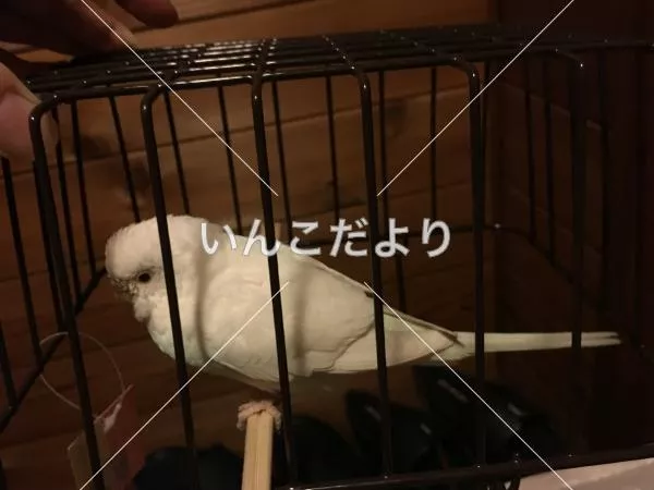 保護鳥の写真