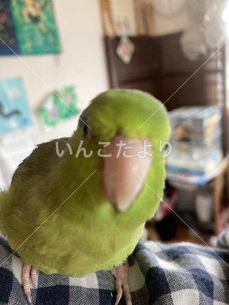 迷い鳥の写真