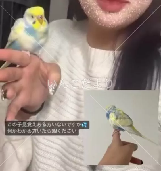 保護鳥の写真