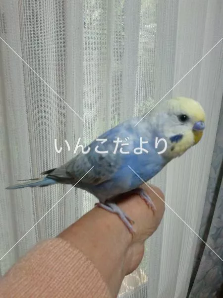 迷い鳥の写真