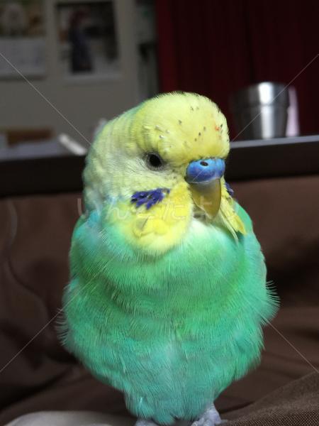 迷い鳥の写真