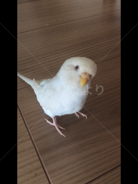 迷い鳥の写真