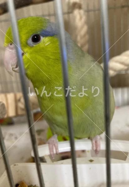 迷い鳥の写真