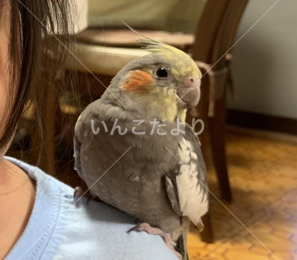 迷い鳥の写真