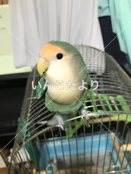 迷い鳥の写真