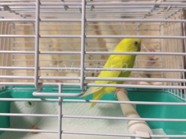 保護鳥の写真