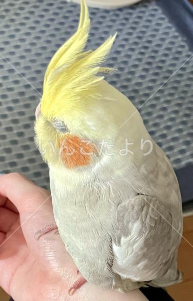 迷い鳥の写真