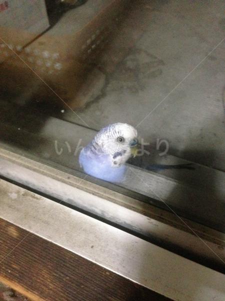 保護鳥の写真