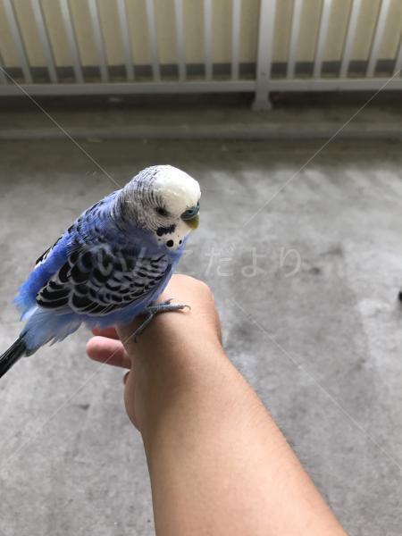 保護鳥の写真
