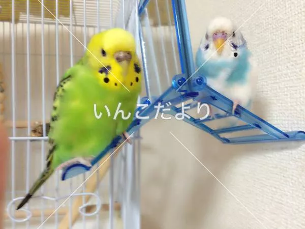 迷い鳥の写真