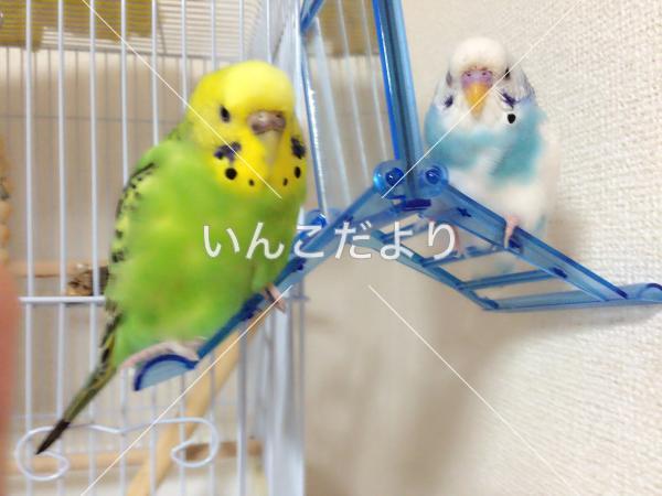 迷い鳥の写真