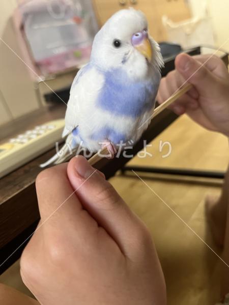 迷い鳥の写真