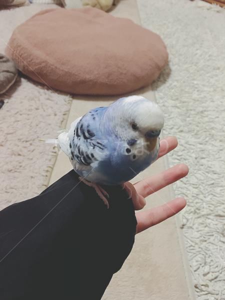 迷い鳥の写真