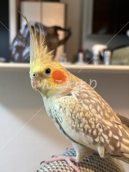迷い鳥の写真