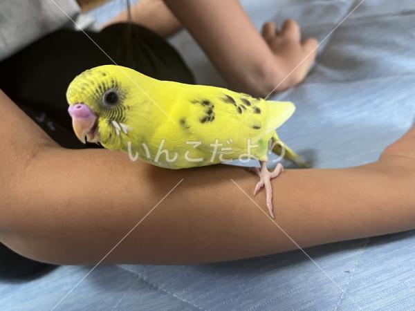 迷い鳥の写真