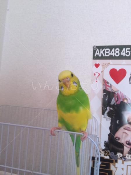 迷い鳥の写真