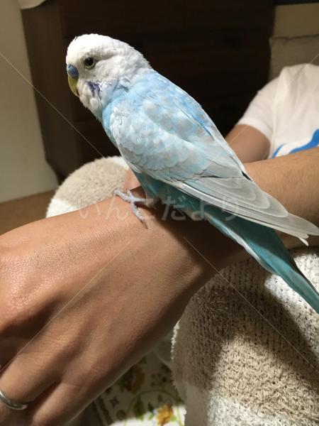 迷い鳥の写真