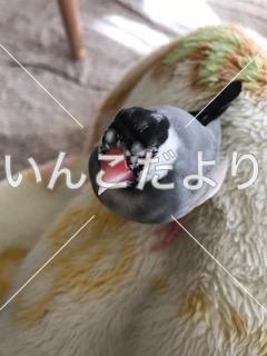 迷い鳥の写真