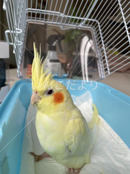 迷い鳥の写真