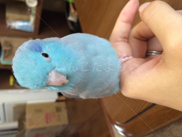 迷い鳥の写真