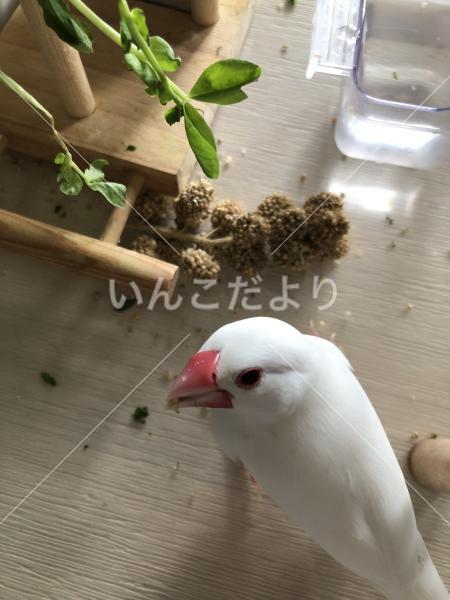 迷い鳥の写真