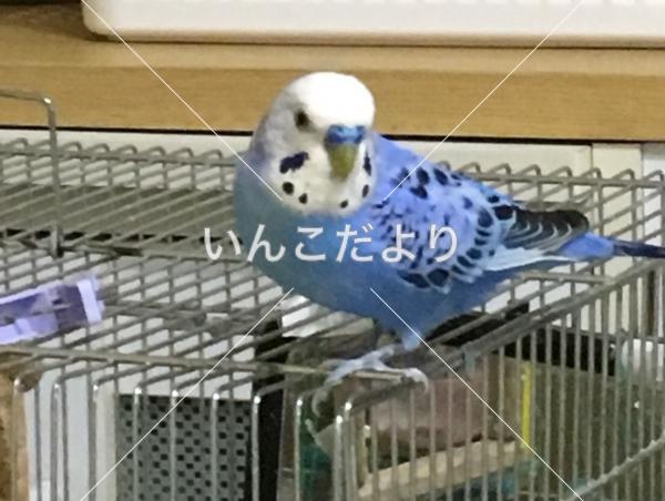 迷い鳥の写真
