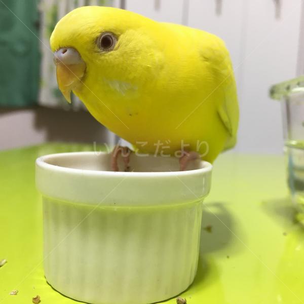 保護鳥の写真