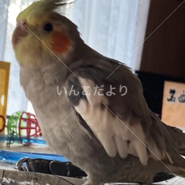 迷い鳥の写真