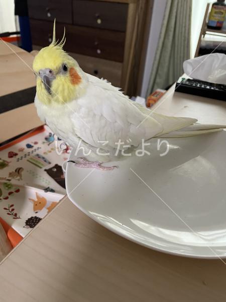 迷い鳥の写真