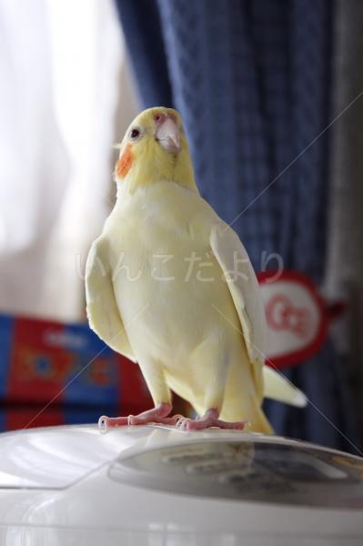 迷い鳥の写真