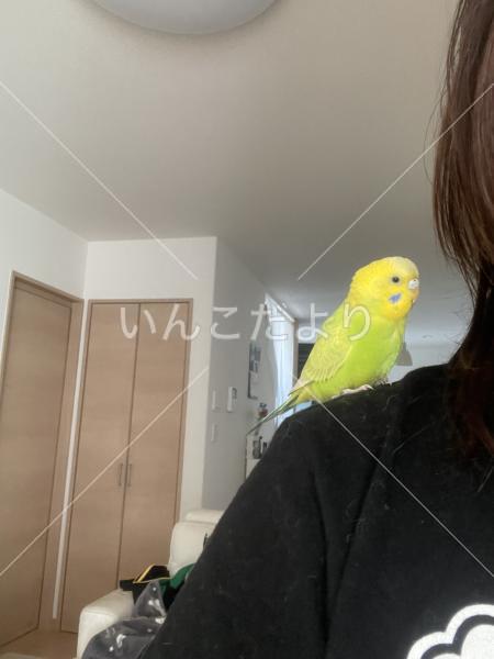 保護鳥の写真