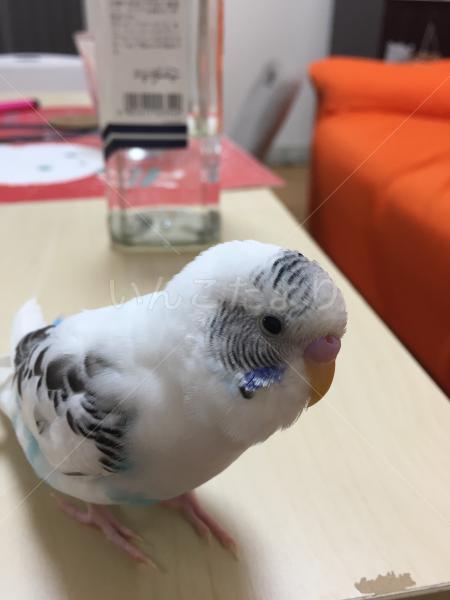 迷い鳥の写真