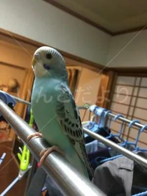 保護鳥の写真