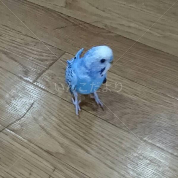 迷い鳥の写真