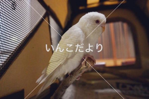 保護鳥の写真