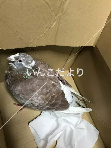 保護鳥の写真